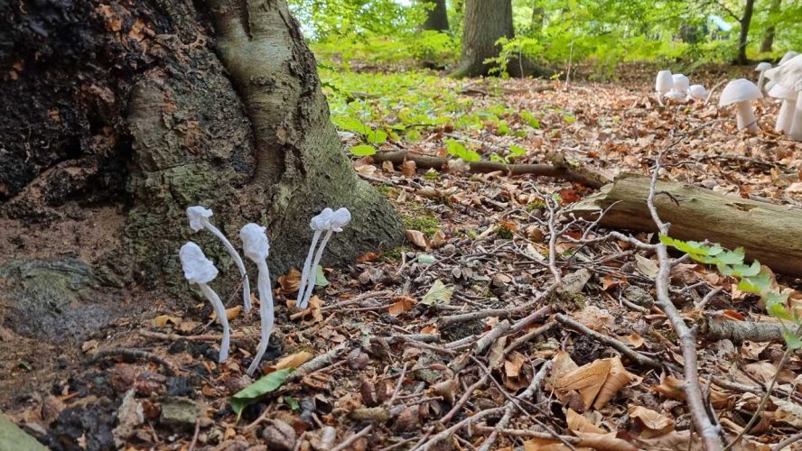 KUNST-stueckchen_2022-Abgebaut-Ich_bin_Pilz_02-Jutta_Neugebauer