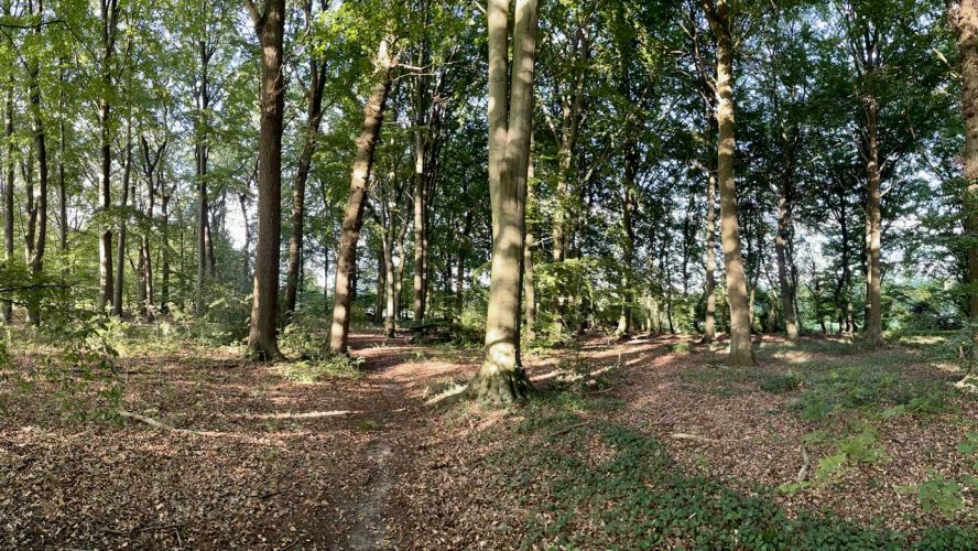 KUNST-stueckchen_2022-Abgebaut-Zauberwald-Dirk_Riege